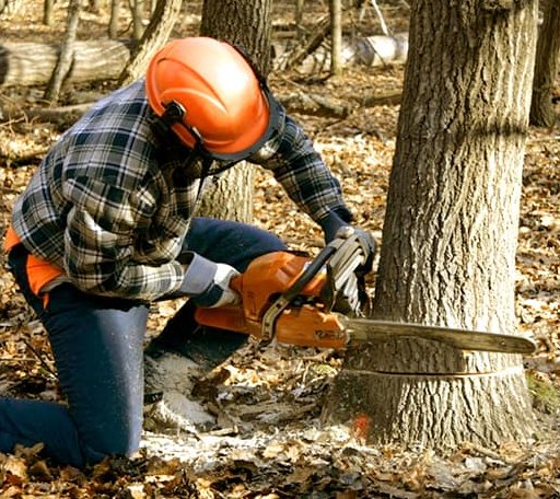 Tree Removal in Erwinna, PA